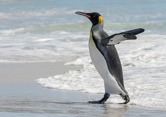 King Penguin