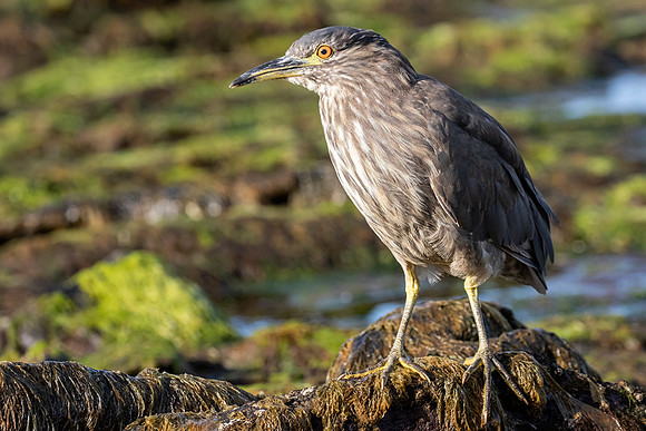 Black-Crowned Night-Heron (Juvenile)