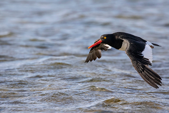 Magellanic Oystercatcher