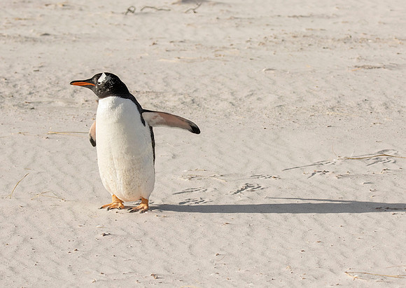 Gentoo Penguin