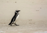 Magellanic Penguin