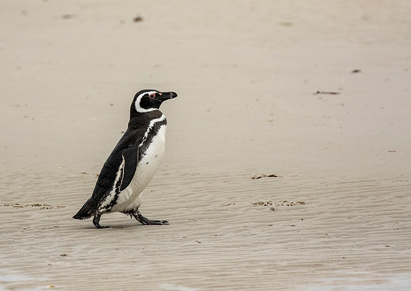 Magellanic Penguin