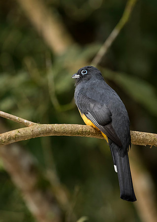 Black Headed Trogon