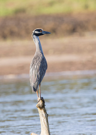 Yellow-Crowned Night Heron