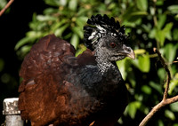 Great Curassow