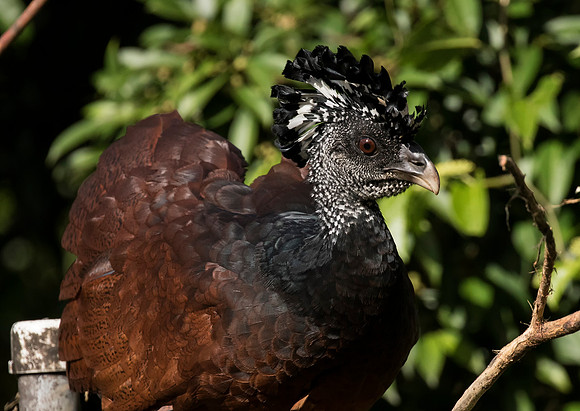 Great Curassow