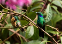 Lesser Violetear