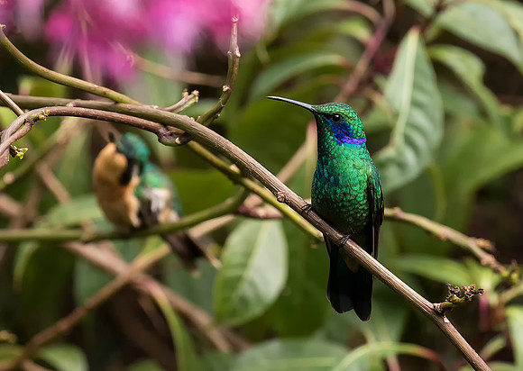 Lesser Violetear
