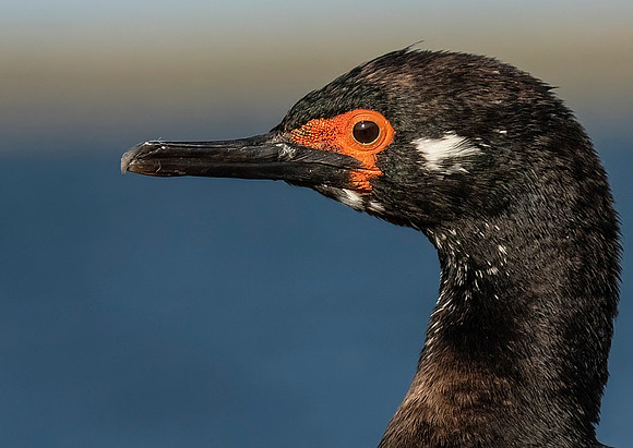 Rock Shag