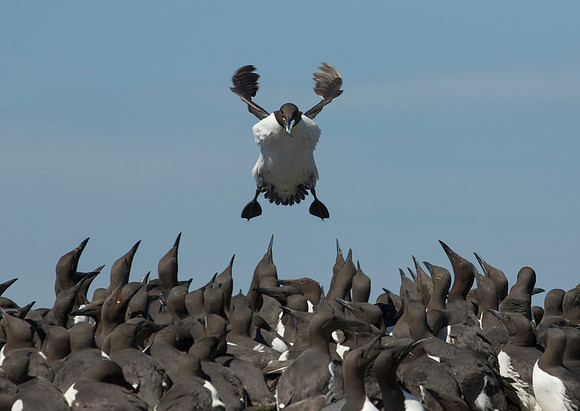 Guillemot in Flight
