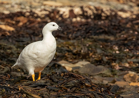 Kelp Goose (Male)