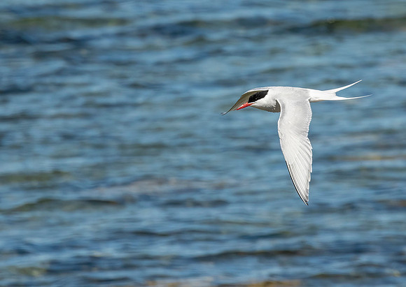 South American Tern