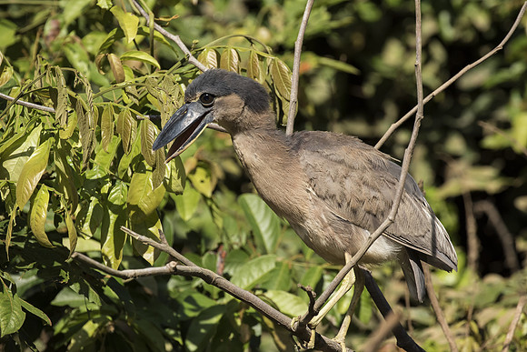 Boat Billed Heron