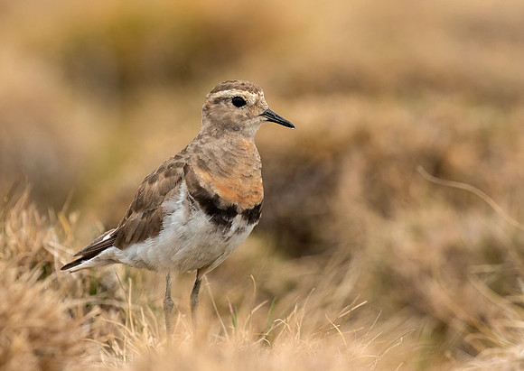 Rufous Chested Dotterel