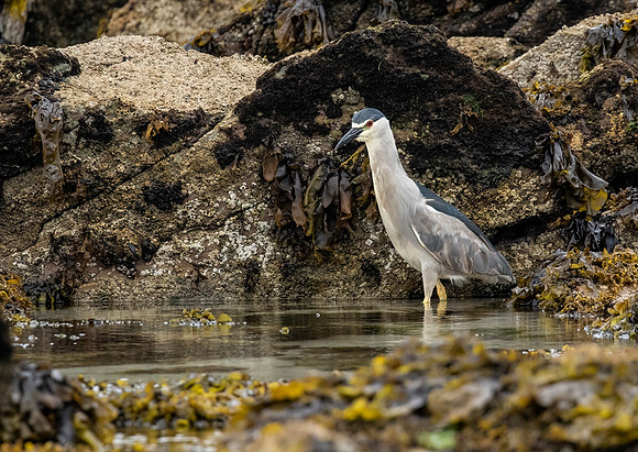 Black-Crowned Night-Heron