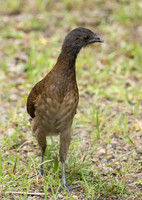 Grey Headed Chachalaca