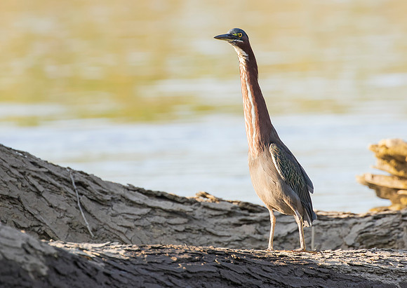 Green Heron
