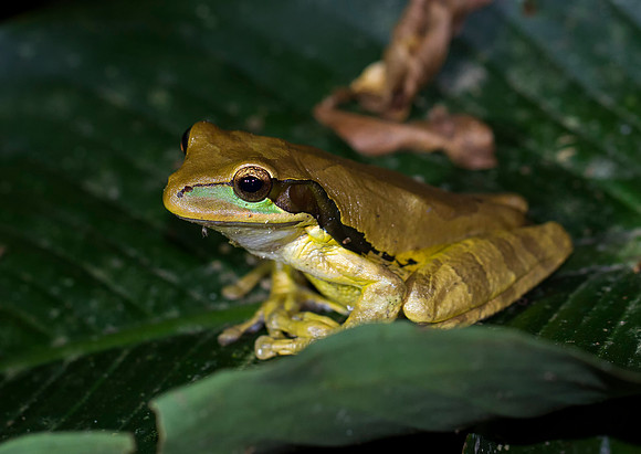 Masked Tree Frog