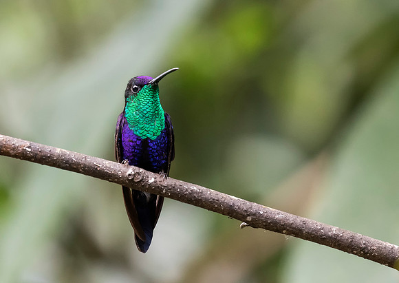 Violet Crowned Woodnymph