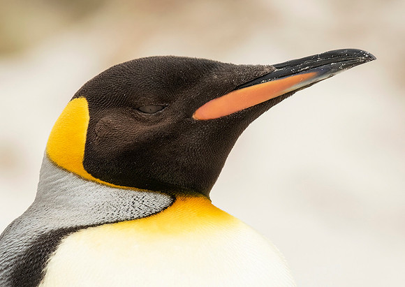 King Penguin