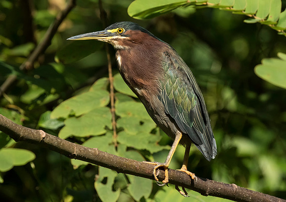 Green Heron
