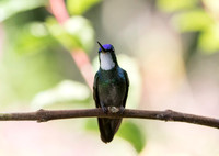 White Throated Mountain Gem
