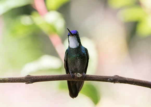White Throated Mountain Gem