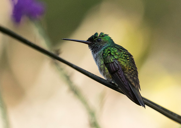 Charming Hummingbird