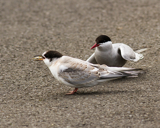 Arctic Tern with Chick