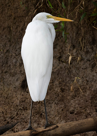 Great White Egret