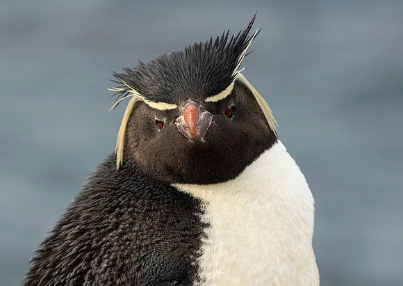 Rockhopper Penguin