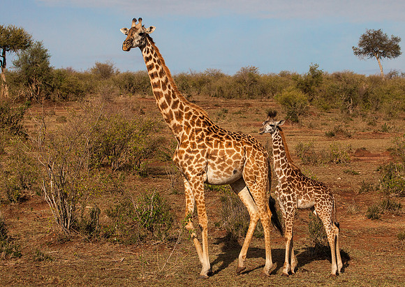 Adult and young Masai Giraffe