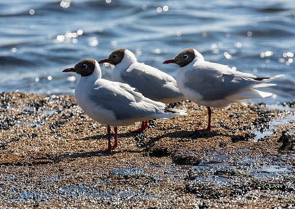 Brown-Hooded Gulls