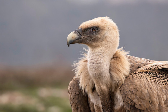 Griffon Vulture