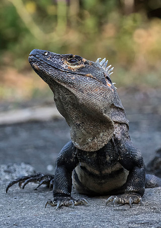 Spiny Tailed Iguana