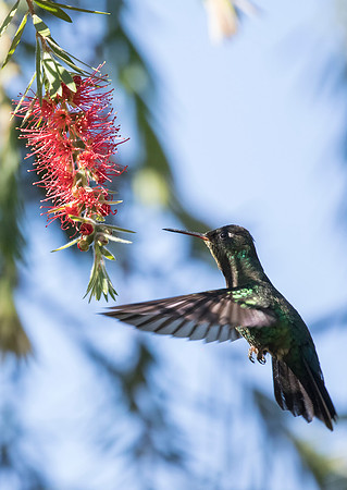 Magnificent (Talamanca) Hummingbird