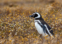 Magellanic Penguin