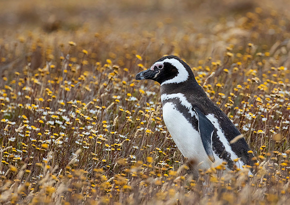 Magellanic Penguin
