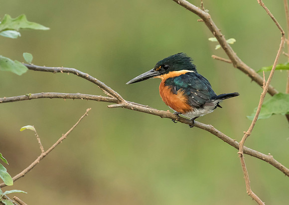 American Pygmy Kingfisher
