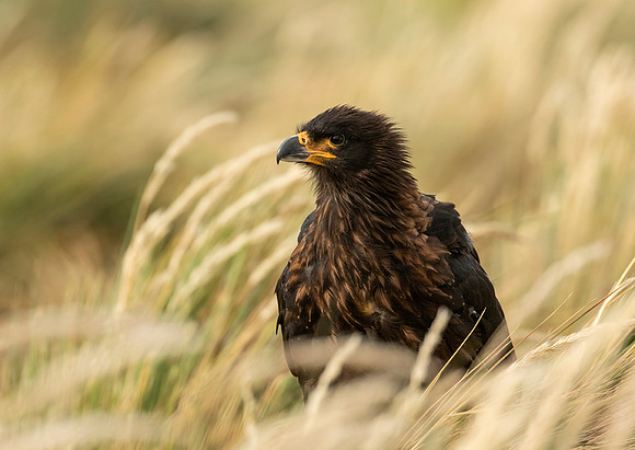 Striated Caracara