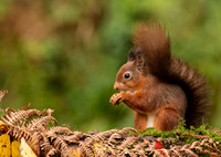 Red Squirrel Feeding