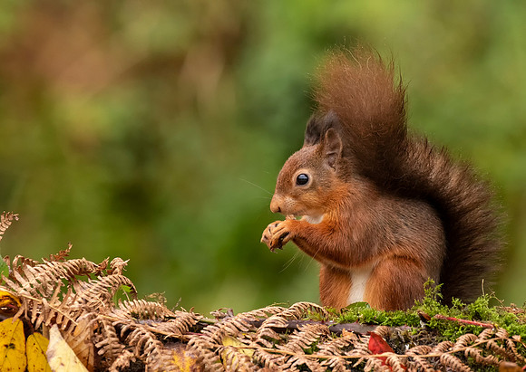 Red Squirrel Feeding