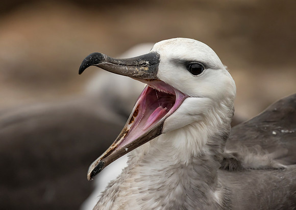 Black-Browed Albatross