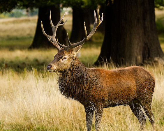 Red Deer