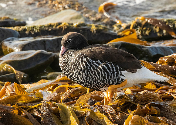 Kelp Goose (Female)