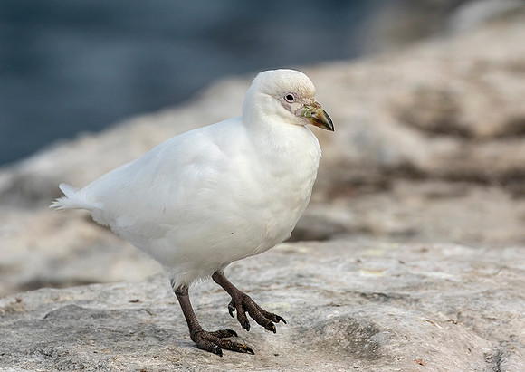 Snowy Sheathbill