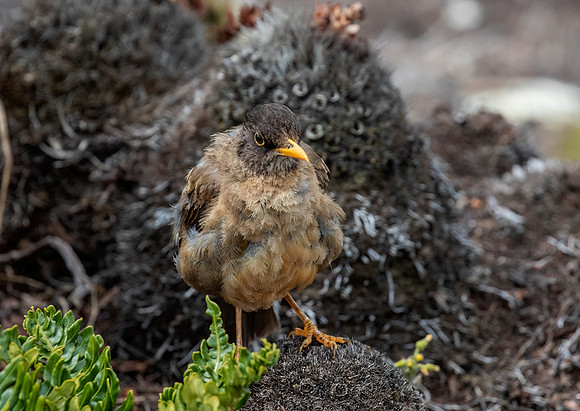 Falkland Thrush
