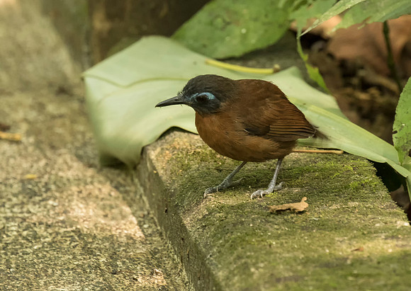 Chestnut backed antbird
