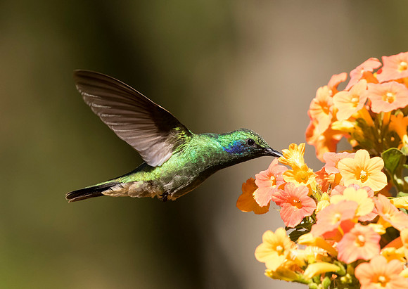Lesser Violetear