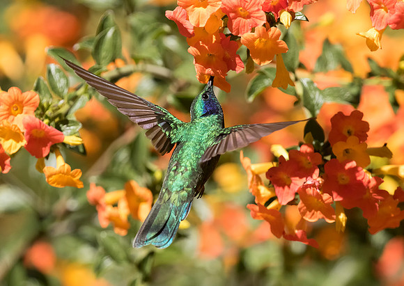 Lesser Violetear
